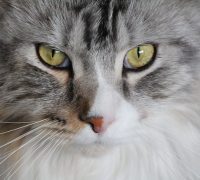 Maine Coon